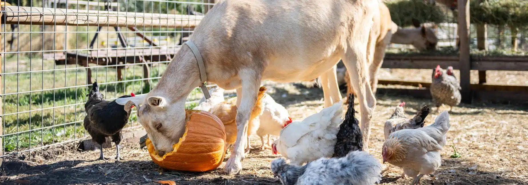 Farm animals at the Compass Montessori Farm School